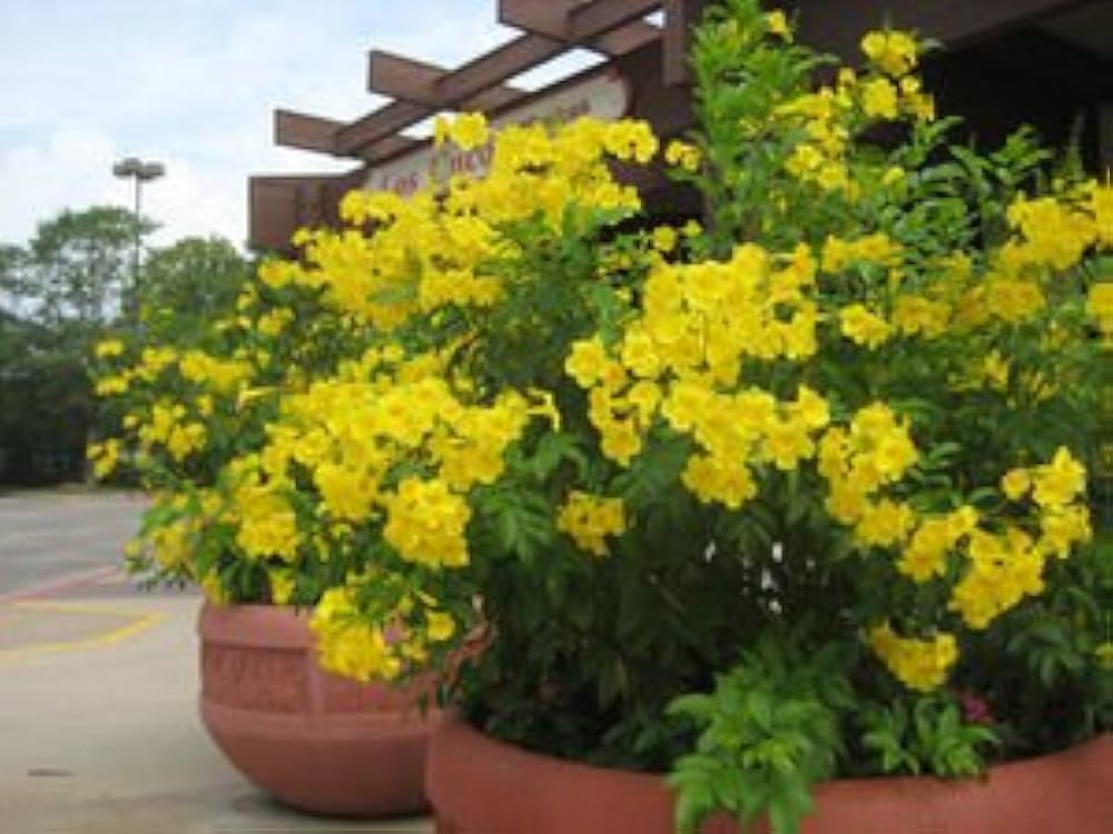 esperanza plant seeds Esperanza Plant Seeds for Planting