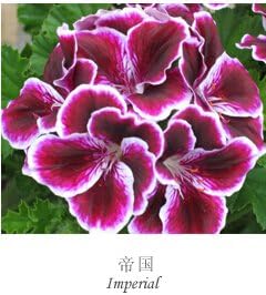 Flower Seeds, Seeds for Planting, Plant Seeds