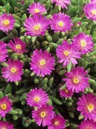 heirloom drosanthemum flower seeds