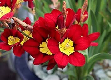 heirloom non flower seeds