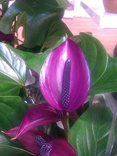 Anthurium Violet Plant Seeds for Planting 100 pcs