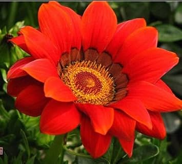 Flower Seeds, Seeds for Planting, Plant Seeds