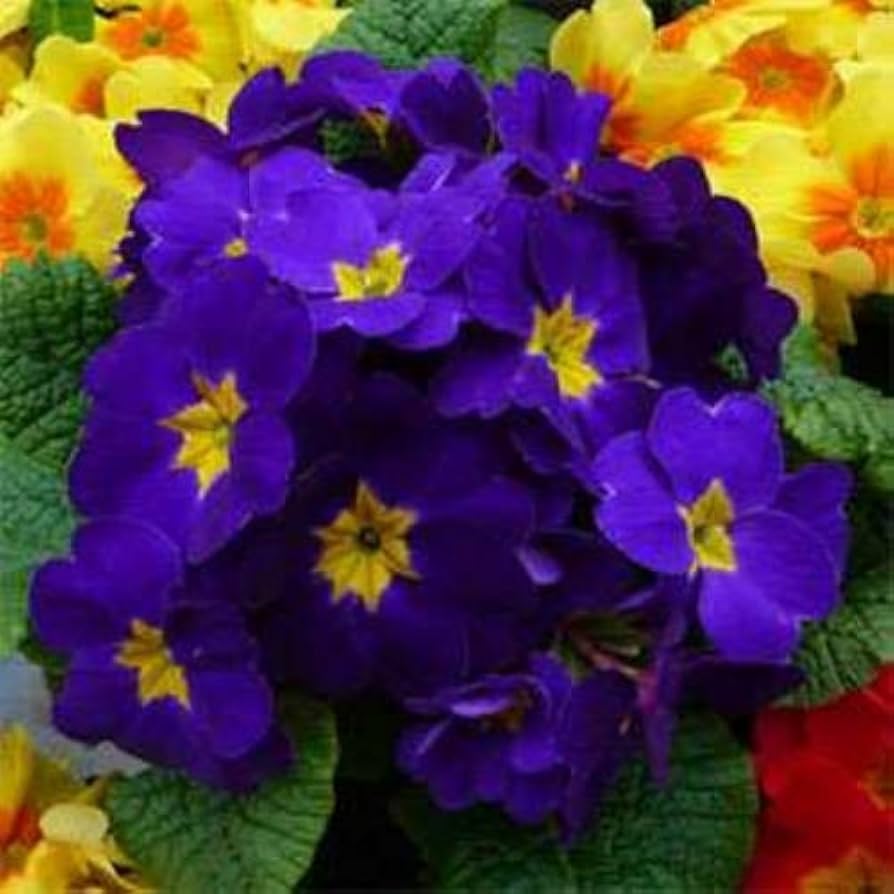 Primula Malacoides Blue Yellow Flower Seeds for Planting - 100 pcs