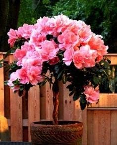 Flower Seeds, Seeds for Planting, Plant Seeds