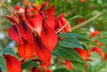 orange dark flower seeds