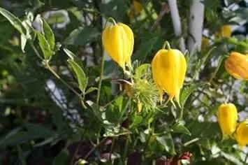 yellow tangutica flower seeds