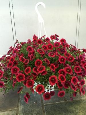 pink bearded flower seeds