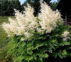 heirloom aruncus flower seeds