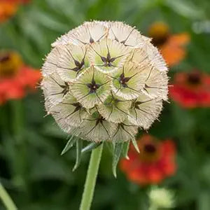 drumstick scabiosa flower seeds