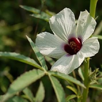 cannabinus flower flower seeds