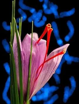 pink crocus flower seeds