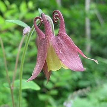 buergeriana flower flower seeds