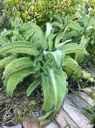 Flower Seeds, Seeds for Planting, Plant Seeds