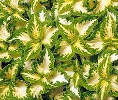 green yellow flower seeds