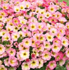 Flower Seeds, Seeds for Planting, Plant Seeds