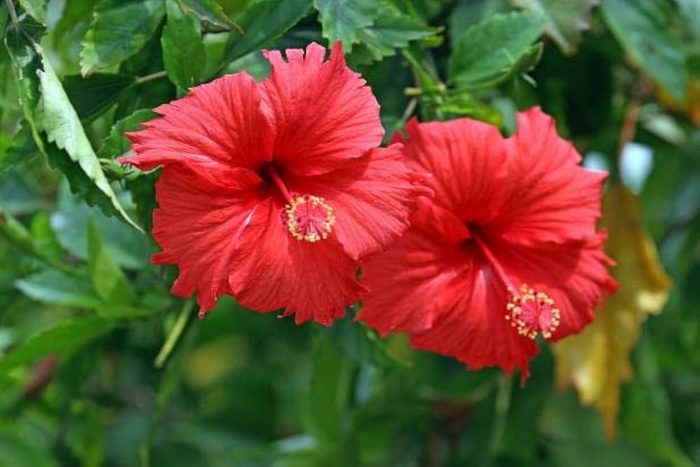 hibiscus flower flower seeds
