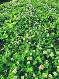 new zealand flower seeds