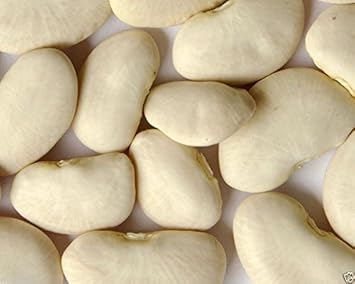 White Bush Bean Vegetable Seeds for Planting