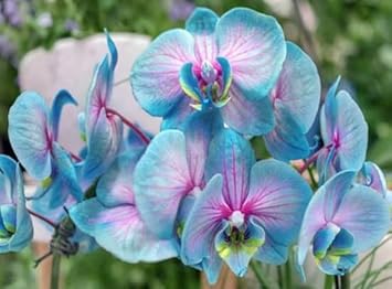 Flower Seeds, Seeds for Planting, Plant Seeds