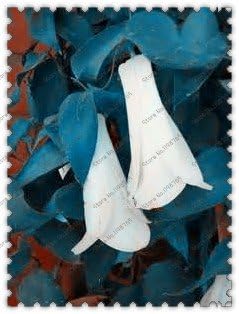 Flower Seeds, Seeds for Planting, Plant Seeds