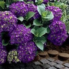 Flower Seeds, Seeds for Planting, Plant Seeds