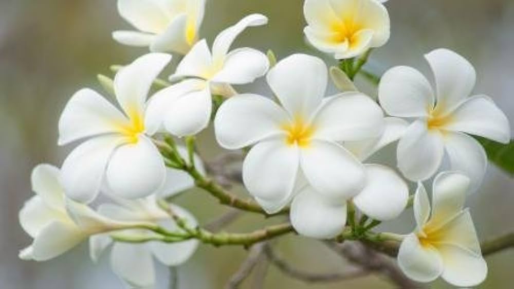 White Egg Flower Seeds for Planting - 100 pcs