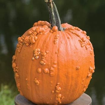 Knucklehead Pumpkin Seeds for Planting