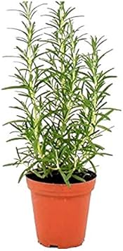 Flower Seeds, Seeds for Planting, Plant Seeds