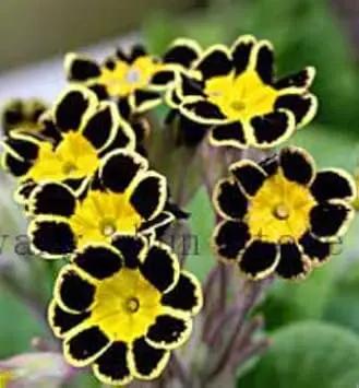 yellow black flower seeds