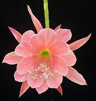 Flower Seeds, Seeds for Planting, Plant Seeds