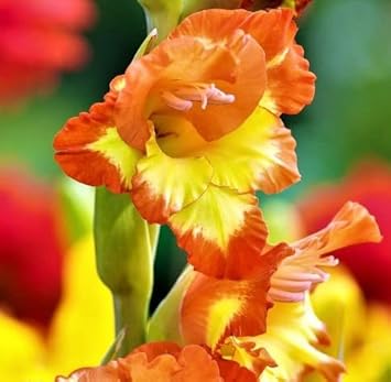 yellow orange flower seeds