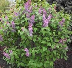 Flower Seeds, Seeds for Planting, Plant Seeds