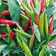 Philippine Hot Pepper Vegetable Seeds for Planting