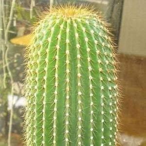 Flower Seeds, Seeds for Planting, Plant Seeds