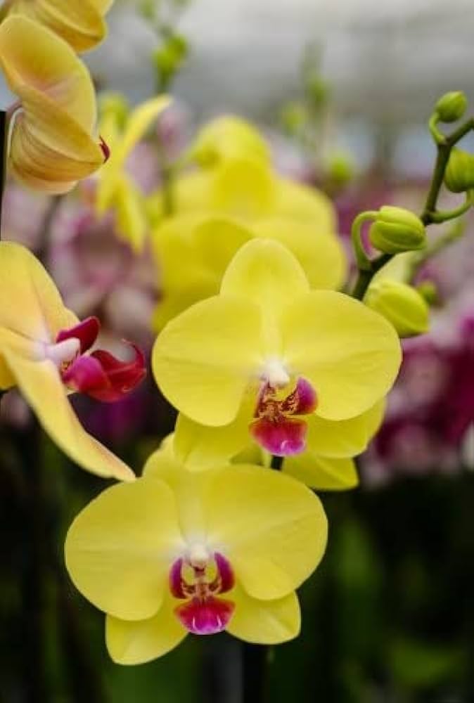 Phalaenopsis Flower Seeds for Planting Yellow 100 pcs