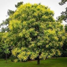 koelreuteria tree flower seeds