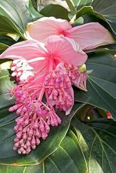 Flower Seeds, Seeds for Planting, Plant Seeds