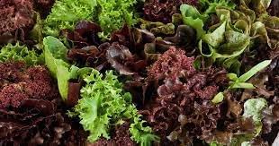 Indoor Lettuce Mix Seeds for Planting