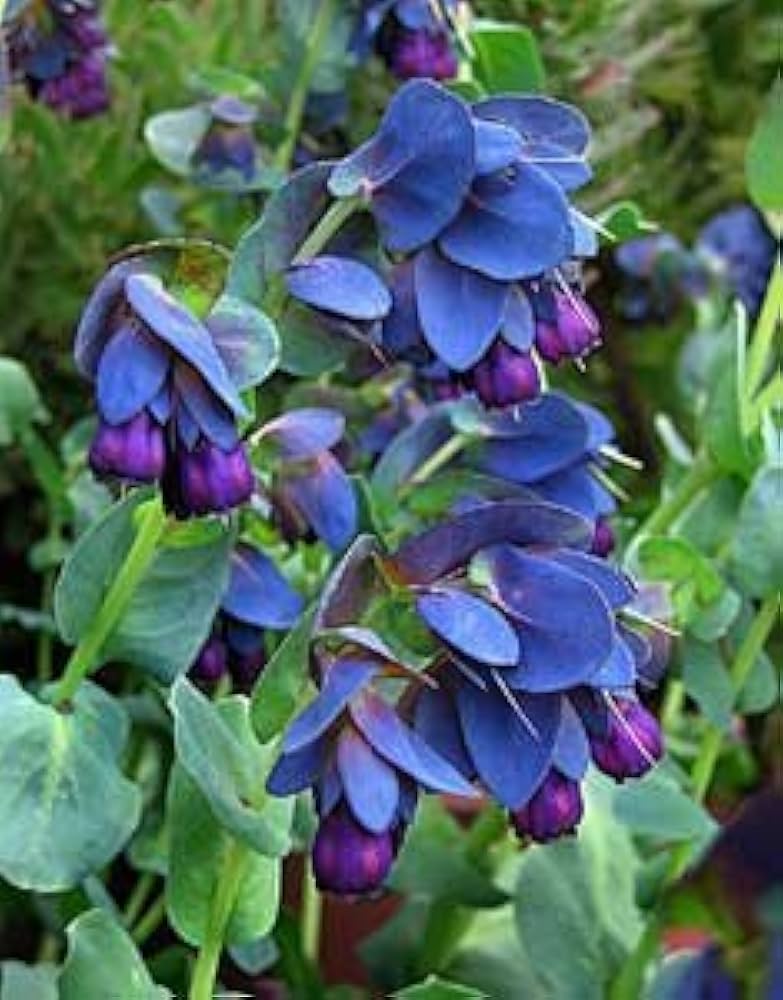 blue purple flower seeds