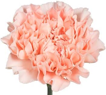 Flower Seeds, Seeds for Planting, Plant Seeds