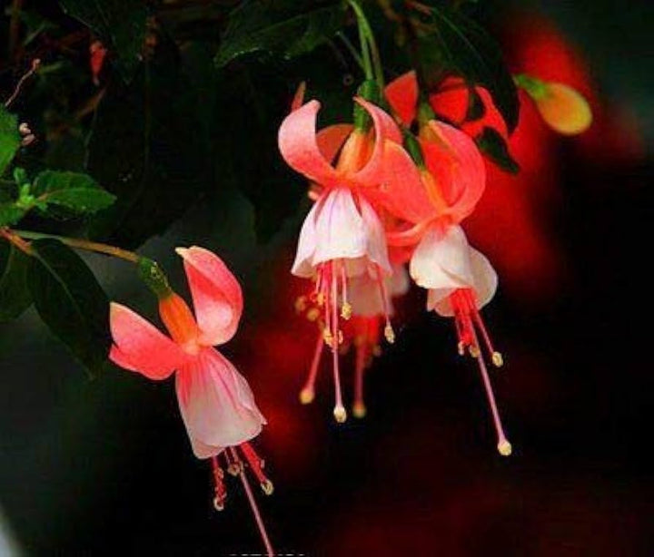 Orange Fuchsia Hybrida Flower Seeds 100 pcs