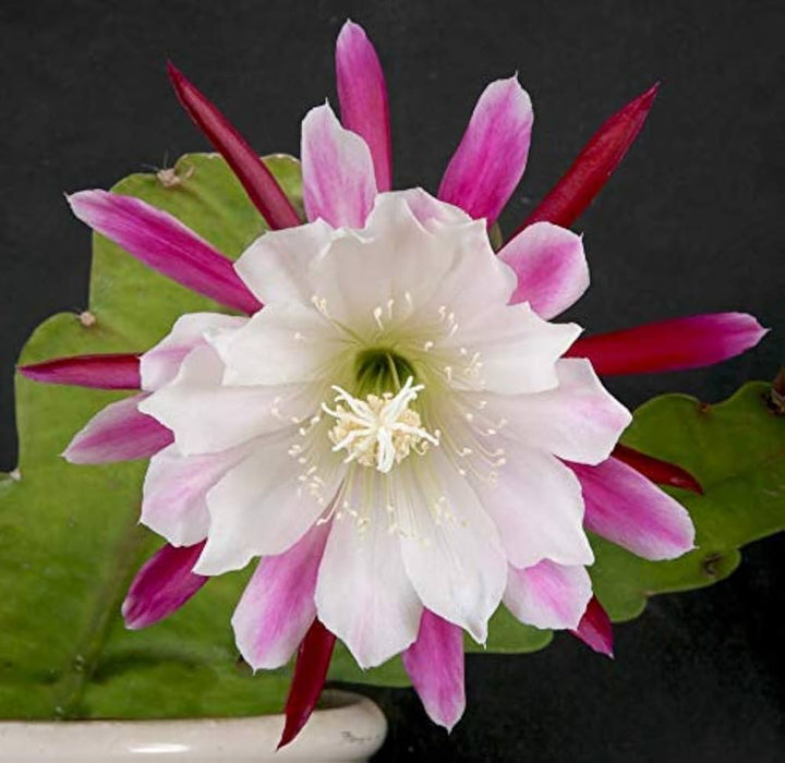 White Violet Epiphyllum Flower Seeds – Heirloom, Non-GMO,  for Garden Planting