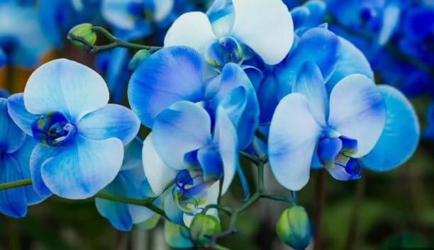 butterfly orchids flower seeds