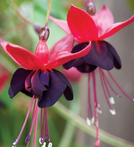 Rød Sort Fuchsia Blomsterfrø 100 stk