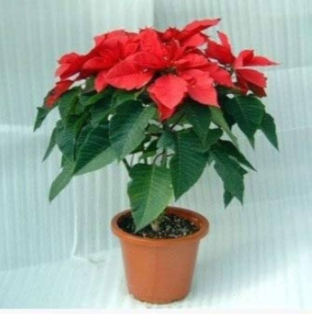 red poinsettia flower seeds