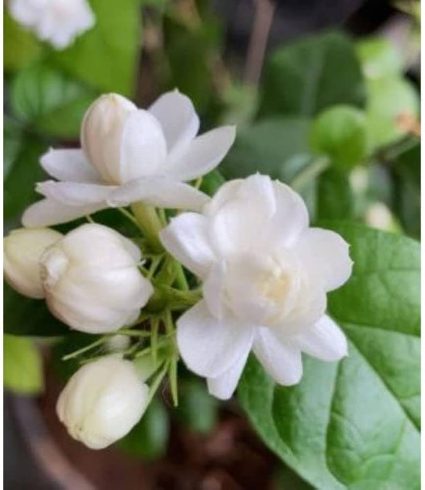 jasmine for flower seeds