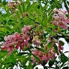 gliricidia sepium flower seeds