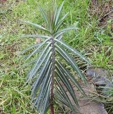 Flower Seeds, Seeds for Planting, Plant Seeds