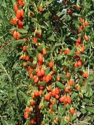 Semi Peperoncino Chiltepin Pepper Vegetable Seeds for Planting | Heirloom Non-GMO Organic Garden Seeds