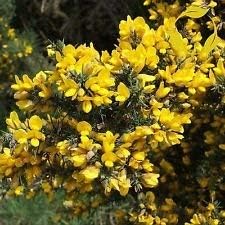 yellow gorse flower seeds